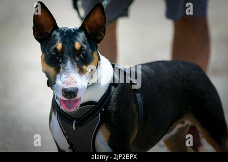 A Miniature Bull Terrier, also called a Bully like the Standart Bull Terrier, being walked on a leash at the Silver Strand near Coronado, California. Stock Photo