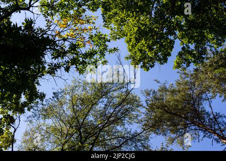 Low angle view of four different tree species (sweet chestnut, oak, scots pine, silver birch) in forest, Sopron Mountains, Sopron, Hungary Stock Photo