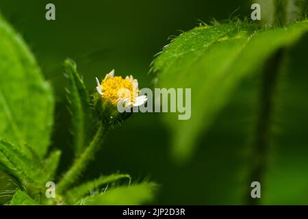 little flower (Galinsoga ciliata) on blurred background Stock Photo