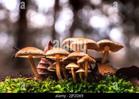 A closeup shot of a group of growing honey mushrooms near the green grass Stock Photo