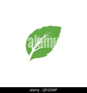 Green mint leaves ecology nature element vector icon, Leaf Icon, mint leaves logo vector illustration Stock Vector