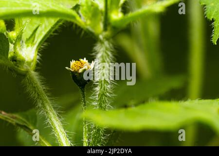 little flower (Galinsoga ciliata) on blurred background Stock Photo