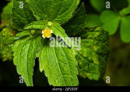 little flower (Galinsoga ciliata) on blurred background Stock Photo