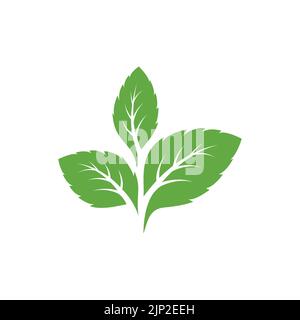 Green mint leaves ecology nature element vector icon, Leaf Icon, mint leaves logo vector illustration Stock Vector