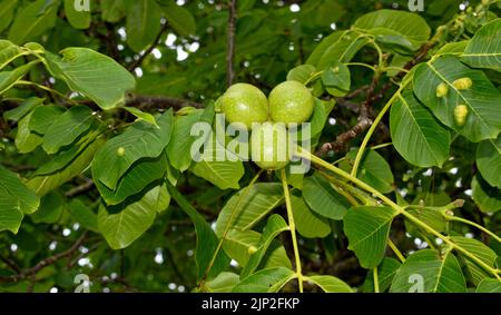 RIPENING WALNUTS Juglans regia ON A TREE IN SUMMER Stock Photo