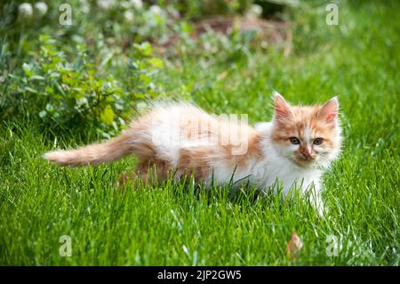 Orange and white small cat walking in the grass Stock Photo