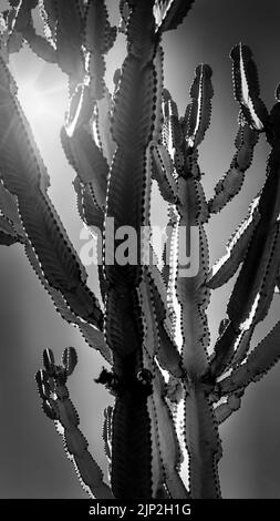 The late afternoon sun shows itself behind a cactus in San Diego, California. Stock Photo