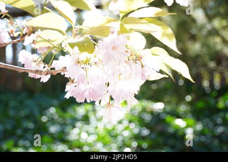 rhododendron dünger für pfingstrosen Rhododendron Dünger von Flora Boost main image 0