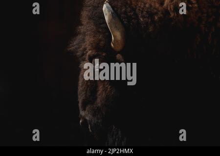 Face portrait of a female American bison in the dark lit by sunlight Stock Photo