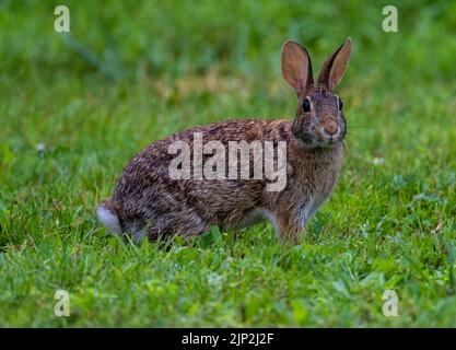 A closeup shot of a cute brown rabbit standing on the grass Stock Photo