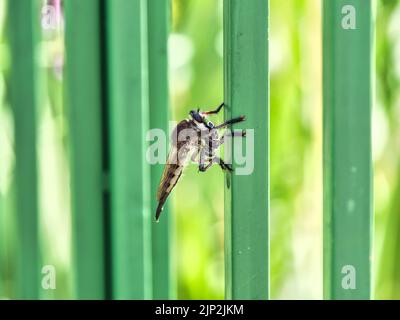 Large Bald Faced Hornet resting on a green metal railing on a hot Summer day in Overland Park Kansas. Stock Photo