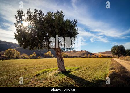 Lonely crooked tree in the field, with the sun rising through the branches and blue sky with clouds. Spain. Stock Photo
