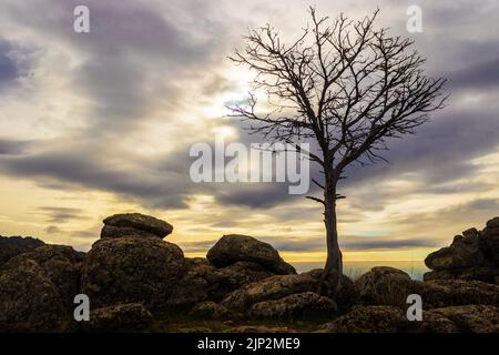 Silhouette tree without leaves with sky at sunset and stones on the ground. Cerro San Pedro. Madrid. Stock Photo