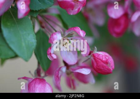 A closeup shot of a pink Malus halliana in a garden during the day Stock Photo