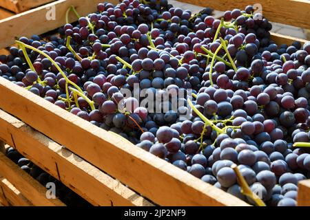 Picture of vintage, red grapes, traubenernte, vintages, red grape Stock Photo - Alamy