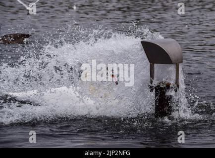 London, UK. 15th August 2022. A swan cools down at a water inlet in the Round Pond in Kensington Gardens as heatwaves and a severe drought affect parts of England. Credit: Vuk Valcic/Alamy Live News Stock Photo
