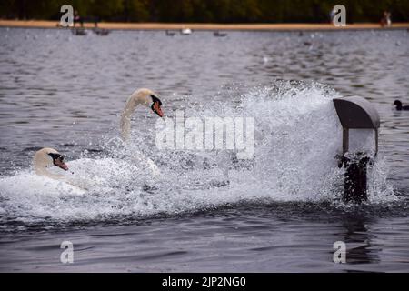 London, UK. 15th August 2022. Swans cool down at a water inlet in the Round Pond in Kensington Gardens as heatwaves and a severe drought affect parts of England. Credit: Vuk Valcic/Alamy Live News Stock Photo