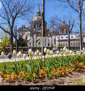 Tulips in the garden of a city park in El Escorial in Madrid. Unesco, Stock Photo