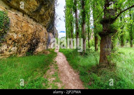 Green spring landscape with tall trees and rock walls with a dirt path among the vegetation. Duraton River, Sepulveda, Segovia. Stock Photo