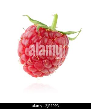 Single red raspberry isolated on white background. Stock Photo