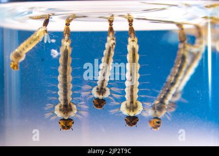 Asian tiger mosquito larvae in water alive, Aedes albopictus. Exotic species, invasive mosquito. Aedes. Macrophotography, close-up. Larval stages. Stock Photo