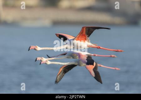 close of greater flamingo flying, Bahrain Stock Photo
