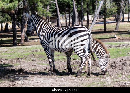 Zebras in Ramat Gan safari Park in Israel Stock Photo