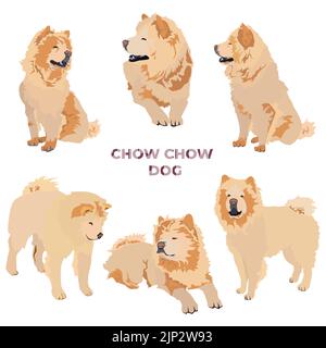 Cream chow chow dog breed. Cute pet dog animal set, vector illustration Stock Vector