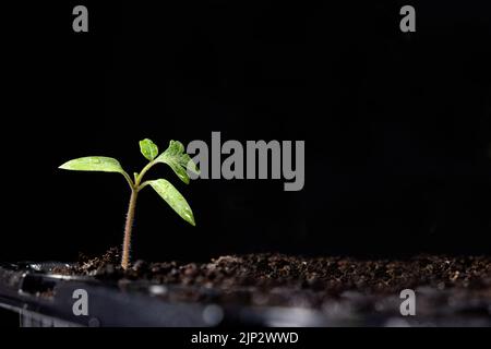 A young sprout of tomatoes on a black background with space for text. Stock Photo