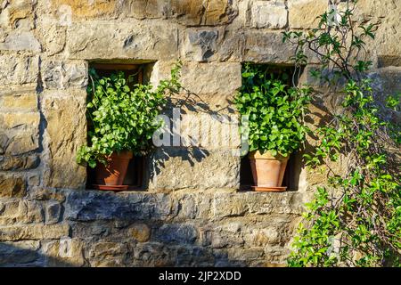 Stone house windows with green plant pots and climbing plant by the old stone. Stock Photo