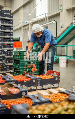 a man in an industrial warehouse, storing tomatoes in cardboard boxes, after going through the quality process Stock Photo