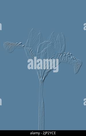 Digitally embossed image of a Iris reticulata Stock Photo