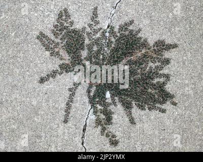 A closeup of blooming Euphorbia maculata on ground Stock Photo