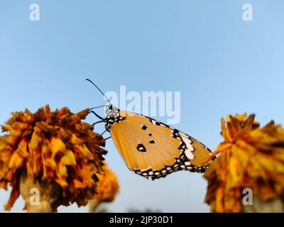 A closeup shot of a plain tiger butterfly perched on a dried flower in the garden Stock Photo