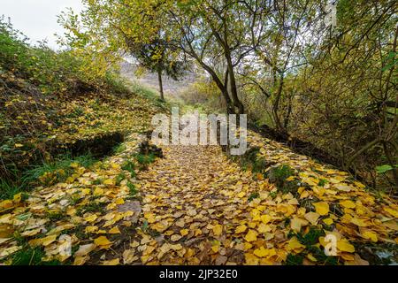 Autumn landscape with path between trees and wooden fence. Fallen leaves on the ground. Spain. Stock Photo