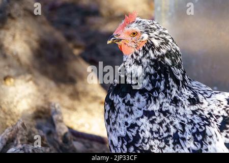 Brightly colored hen in the outdoor field with blur around. Animal concept. Stock Photo