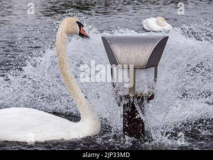 London, UK. 15th August 2022. A swan cools down at a water inlet in the Round Pond in Kensington Gardens as heatwaves and a severe drought affect parts of England. Credit: Vuk Valcic/Alamy Live News Stock Photo