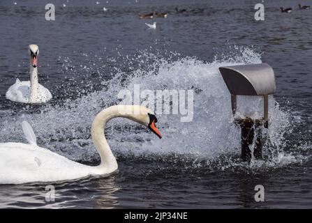 London, UK. 15th August 2022. Swans cool down at a water inlet in the Round Pond in Kensington Gardens as heatwaves and a severe drought affect parts of England. Credit: Vuk Valcic/Alamy Live News Stock Photo