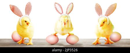 easter, chicks, rabbit ears, springtime, easters, baby chicken, baby duck, chicken baby, young bird, young birds, rabbit ear Stock Photo