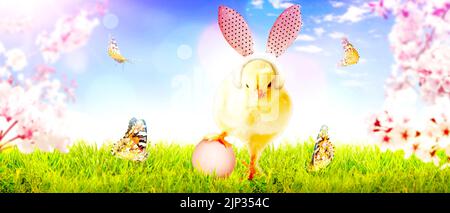 easter, easter egg, chicks, springtime, easters, easter eggs, baby chicken, baby duck, chicken baby, young bird, young birds Stock Photo
