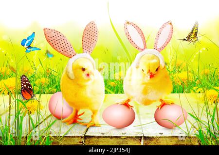 easter, easter egg, chicks, easters, easter eggs, baby chicken, baby duck, chicken baby, young bird, young birds Stock Photo