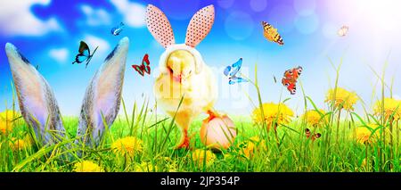 easter, chicks, rabbit ears, springtime, easters, baby chicken, baby duck, chicken baby, young bird, young birds, rabbit ear Stock Photo