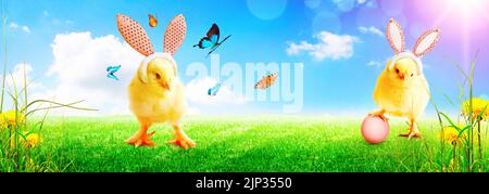 easter, easter egg, chicks, springtime, easters, easter eggs, baby chicken, baby duck, chicken baby, young bird, young birds Stock Photo