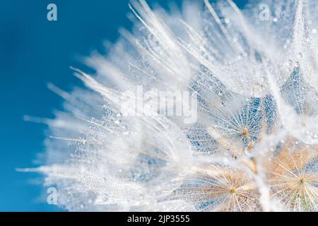 dandelion at blue background. Freedom to Wish. Seed macro closeup. Goodbye Summer. Hope and dreaming concept. Fragility. Springtime. soft focus on water droplets. Macro nature. Beautiful dew drops Stock Photo