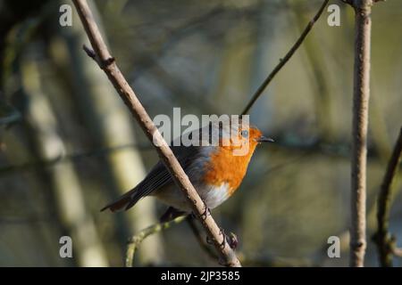 A shallow focus shot of an European robin perched on leafless branch Stock Photo