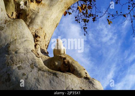 Pigeons on top of a large tree in a public park in Seville, blue sky and sunset light. Spain. Stock Photo