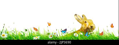 flower meadow, easter bunny, springtime, flower meadows, easter bunnies Stock Photo