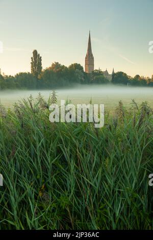 August sunrise at Salisbury Cathedral, seen across Harnham Water Meadows, Wiltshire, England. Stock Photo