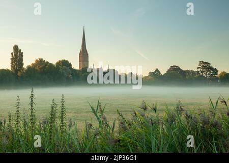 Salisbury Cathedral seen across Harnham Water meadows at sunrise in summer. Wiltshire, England. Stock Photo