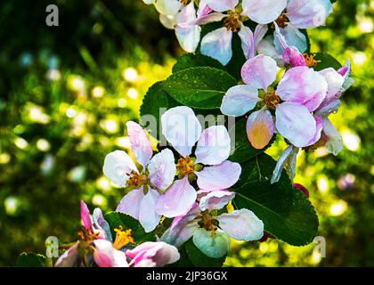 Apple blossom on a dwarf apple tree of the variety James Grieve, which is an early and tasty eating or cooking apple Stock Photo